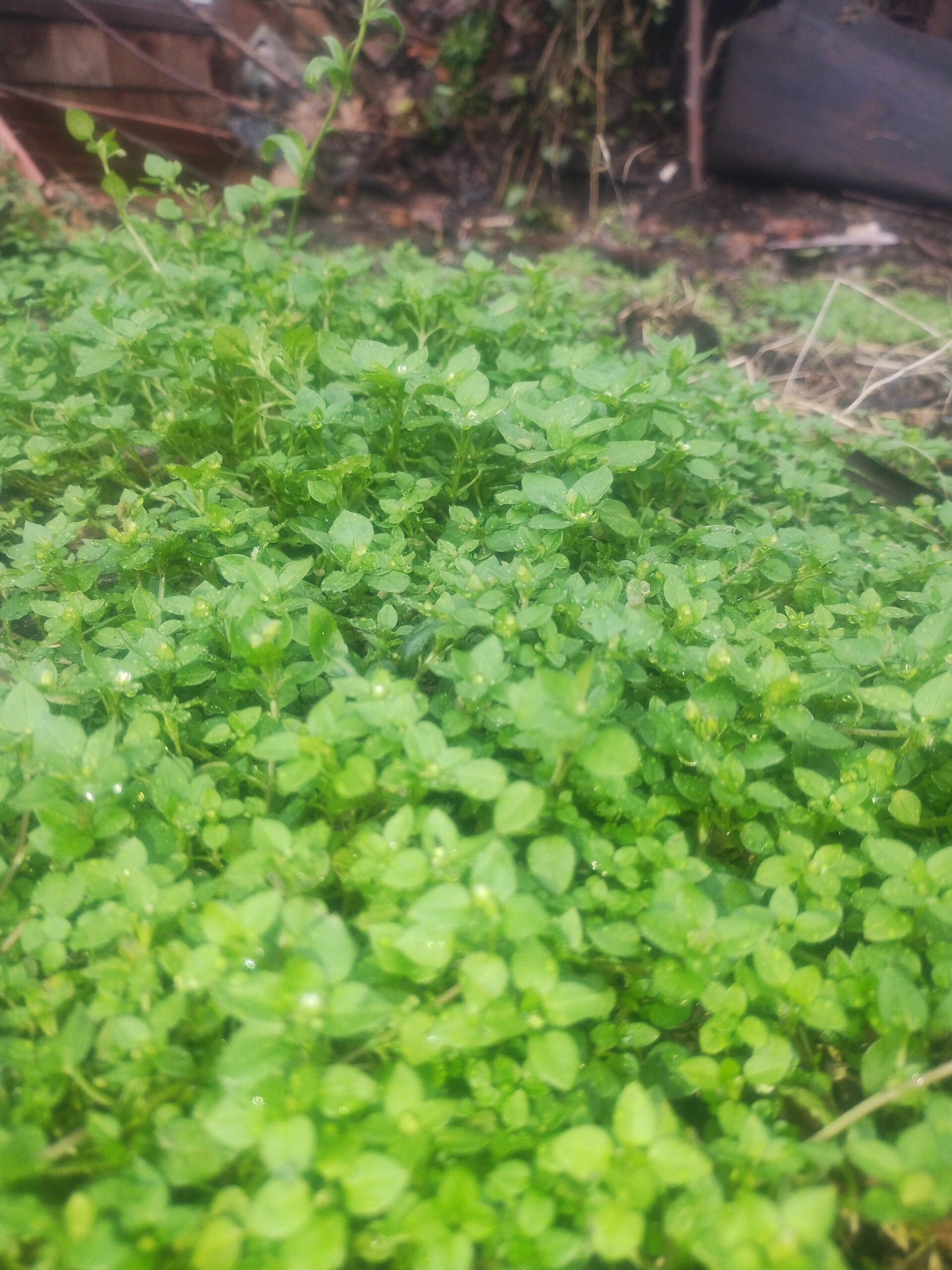 Eat the Weeds: Chickweed (Stellaria media)